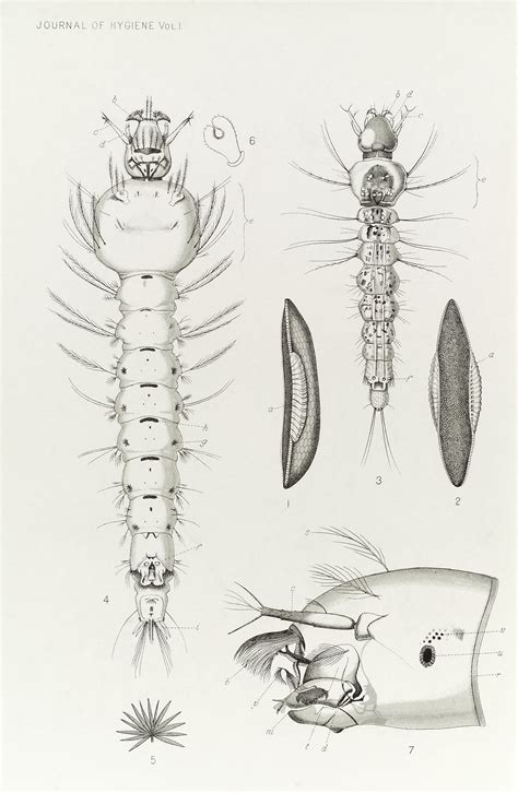 File:Life cycle & anatomy of Anopheles mosquito, 1901 Wellcome L0037512.jpg - Wikimedia Commons
