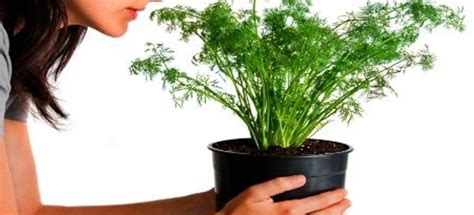 Growing Dill Indoors in 5 Steps | DoItYourself.com