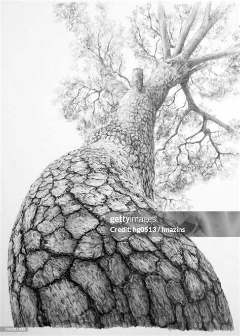 Pine Tree Pencil Drawing High-Res Vector Graphic - Getty Images