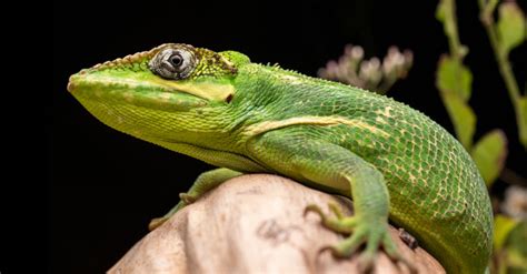 Knight Anole - A-Z Animals