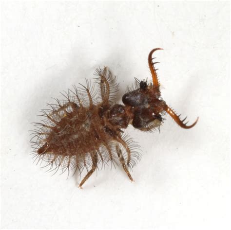 owlfly larva - BugGuide.Net