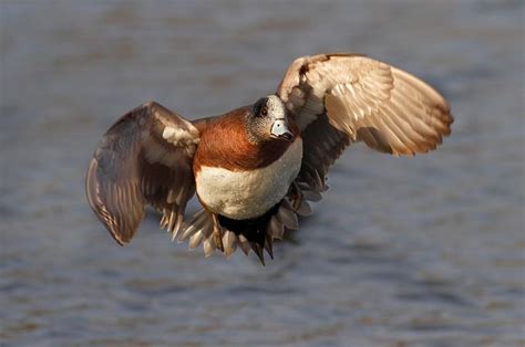 American Wigeon | Duck hunting, Duck art, Wildlife photography