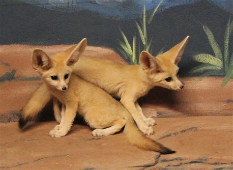 Fennec fox | The Life of Animals