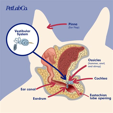 PetLab Co. - All You Need To Know About The Dog Ear Anatomy