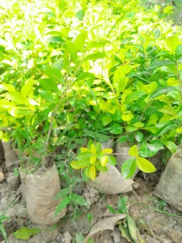 Round Polypropylene Golden Duranta Hedge Plant, For Garden at Rs 20 ...