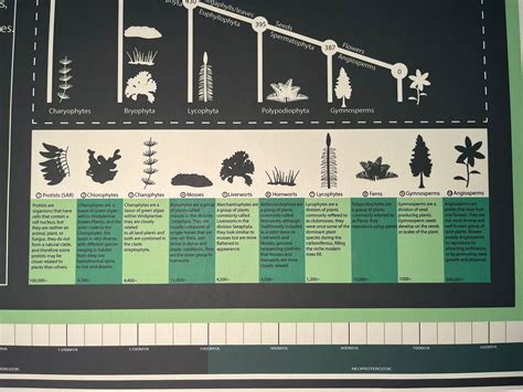 Evolution of Plants Timeline Cladogram Family Tree Infographic - Etsy ...