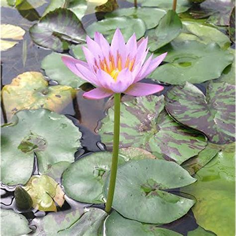 Pink Tropical Water Lily - Water Garden Live Pond Plant - Walmart.com ...