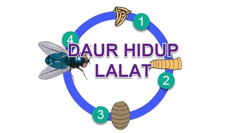 17+ Daur Hidup Lalat