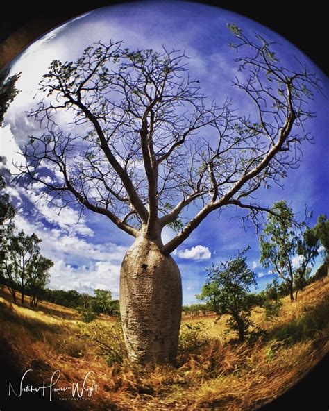 Boab Prison Tree, Wyndham | Kimberley Croc Motel