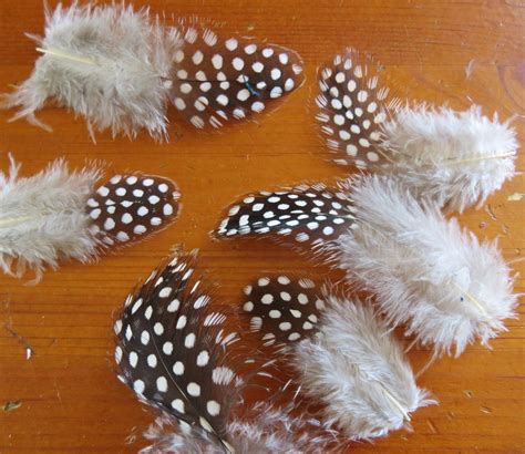 Guinea Fowl Mixed Feathers - Feathergirl