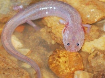 Olm Animal Facts | Proteus anguinus | AZ Animals