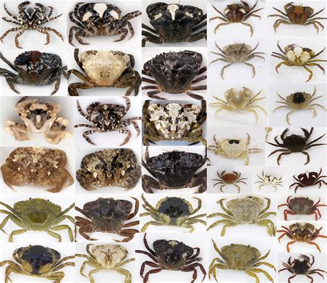 Crabs' camouflage tricks revealed