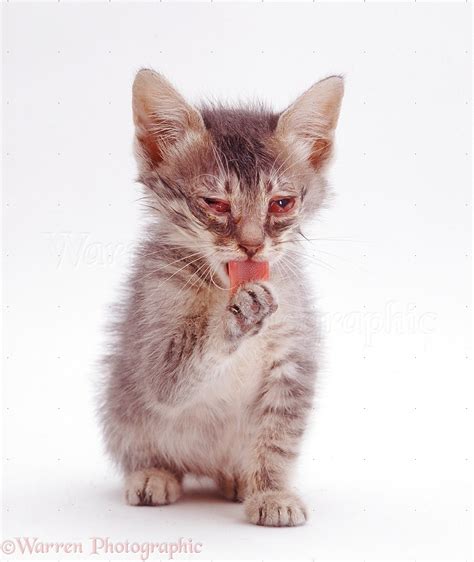 Kitten with cat flu photo - WP25697