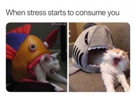 Stress memes | Fun