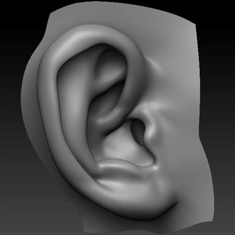 perfect ear 3d model | Anatomy sculpture, Sculpting, Human sculpture