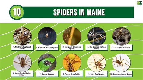 10 Spiders in Maine - A-Z Animals