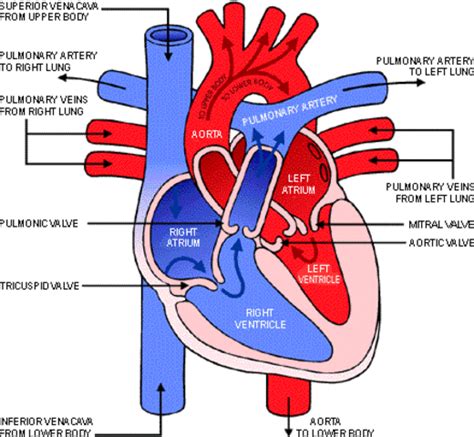 In what parts of the heart do you find oxygenated blood and in what parts do you find ...