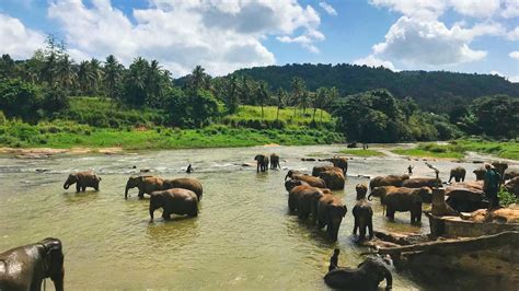 Top 10 Safari Holidays in Sri Lanka