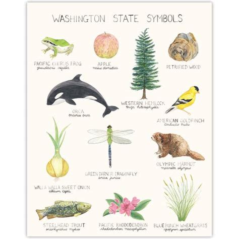 11" x 14" Washington State Symbols Art Print – Millstream Bainbridge