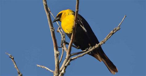 Yellow-headed Blackbird - Facts | Call | Range | Habitat | Migration ...