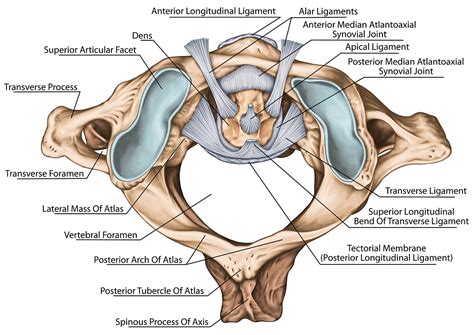 alar ligament treatment