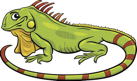 Royalty Free Iguana Clip Art, Vector Images & Illustrations - iStock