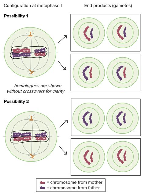 Genetic Diversity | Biology for Majors I