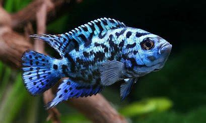 Jack Dempsey fish expert care solutions:Breeding,Habitat and more ...