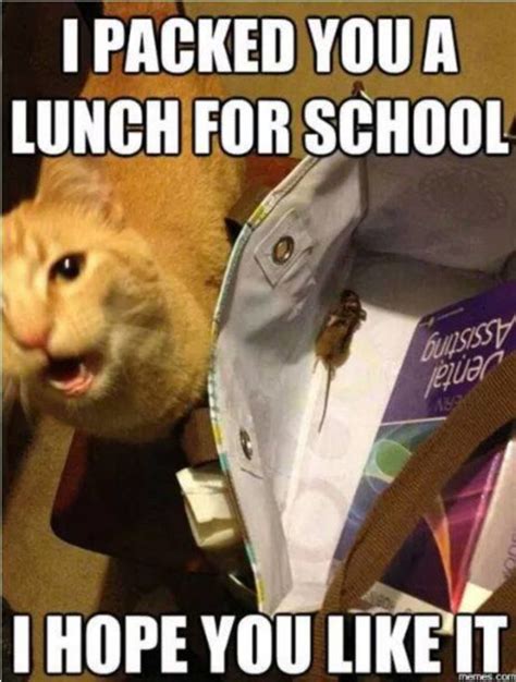 70+ Funny Cat Memes Everyone Can Relate To - BayArt