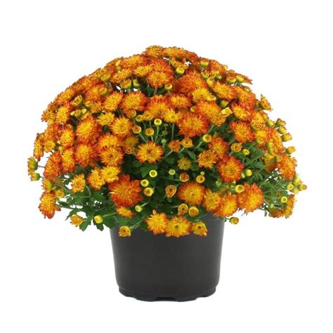 3-Quart Orange Orange Garden Mum in Pot at Lowes.com