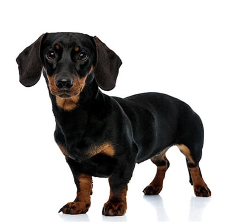 Dachshund (Miniature Smooth Haired) Dog Breed | Purina