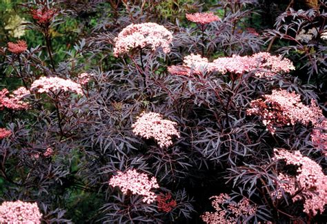 Black Lace® Elderberry, Sambucus nigra 'Eva' PP #15,575; CPBR #2633