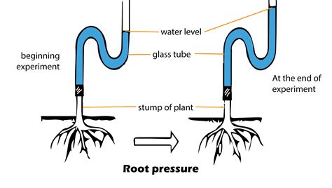 Root Pressure Diagram