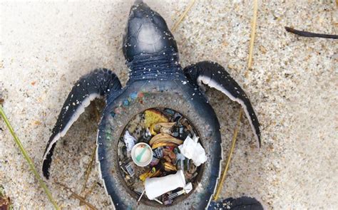 Stunning Images Expose the Horrific Impact of Plastic Trash on Marine Animals | Environmental ...