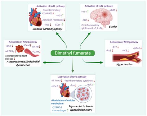 Pharmaceuticals | Free Full-Text | Repurposing Dimethyl Fumarate for Cardiovascular Diseases ...