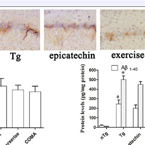 Effect of treadmill exercise and epicatechin on amyloid-β plaque... | Download Scientific Diagram