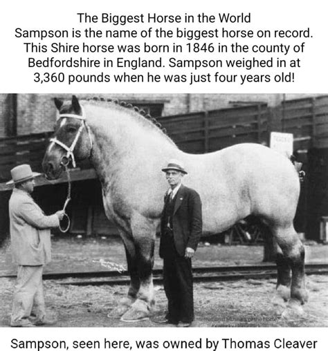 The Biggest Horse in the World Sampson is the name of the biggest horse on record. This Shire ...