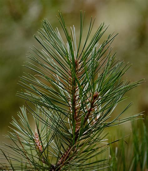 About Ponderosa pine | Tree Identification, Properties & Uses | Softwood species | naturally:wood