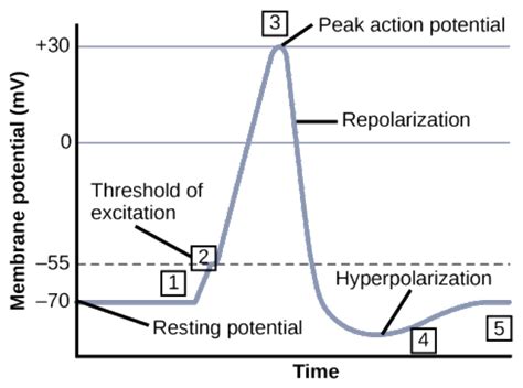 graph of nerve impulse