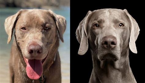 Silver Lab vs Weimaraner: Which is a Better Family Dog? - K9 Web