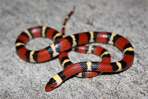 Scarlet Kingsnake – Florida Snake ID Guide