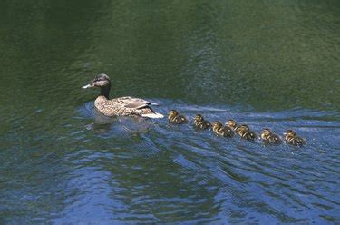 How to Understand Duck Behavior | Cuteness