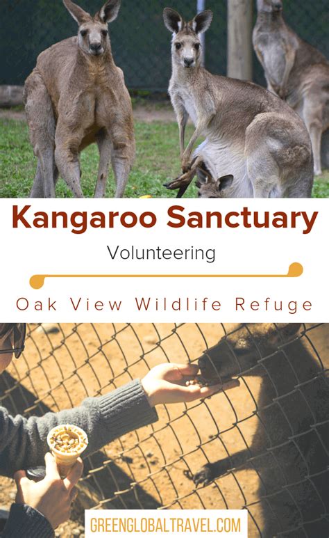 Volunteering at a Kangaroo Sanctuary: My Australian Adventure