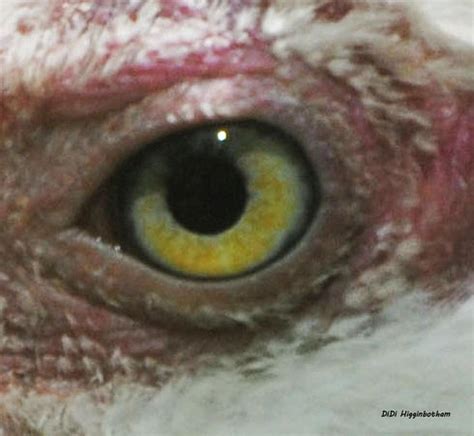 Vulture Eye Photograph by DiDi Higginbotham