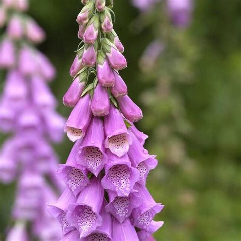 Heimischer Fingerhut - Digitalis purpurea | Giftpflanzen, Staudenbeet, Blumengarten