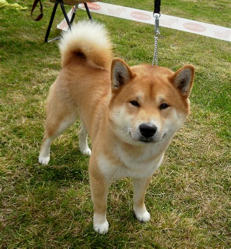 Cute Shiba Inu dog photo and wallpaper. Beautiful Cute Shiba Inu dog pictures