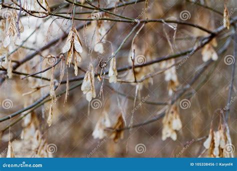 Box Elder Tree Seeds Hang from the Branches in Early Winter; Stock Photo - Image of early, hang ...