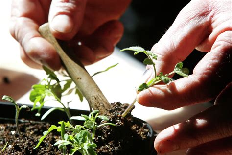 The fine art of dibbling: Advice for transplanting seedlings - Agweek ...