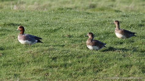 Eurasian Wigeon female - John Caddick | John Caddick