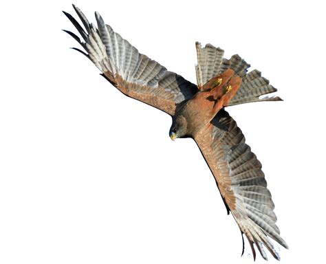 Hawk Png Image Purepng Free Transparent Cc0 Png Image Library | Images ...